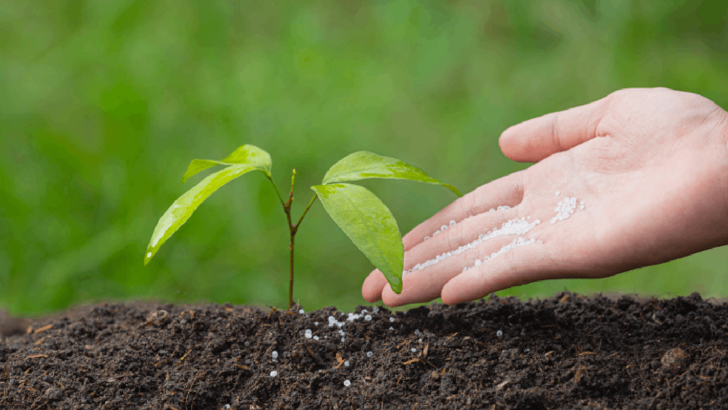 Bio Fertilizer